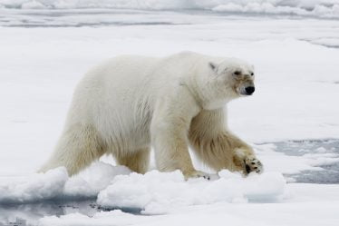 Tentative d'élimination des ours polaires de la zone des cabines à Svalbard - 16