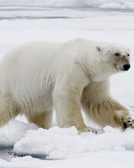 Tentative d'élimination des ours polaires de la zone des cabines à Svalbard 5 Tentative d'élimination des ours polaires de la zone des cabines à Svalbard - 4