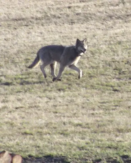 Le loup russe a renforcé la meute de loups norvégiens 5 Le loup russe a renforcé la meute de loups norvégiens - 4