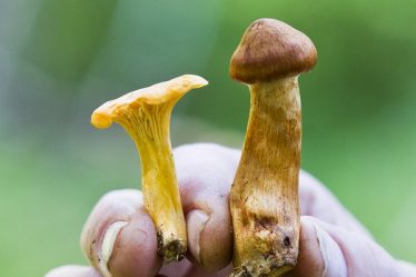 Grandes occurrences de champignons vénéneux dans le centre de la Norvège - 34