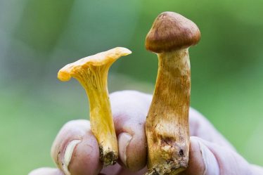 Grandes occurrences de champignons vénéneux dans le centre de la Norvège - 16