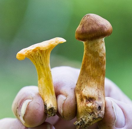 Grandes occurrences de champignons vénéneux dans le centre de la Norvège 28 Grandes occurrences de champignons vénéneux dans le centre de la Norvège - 27