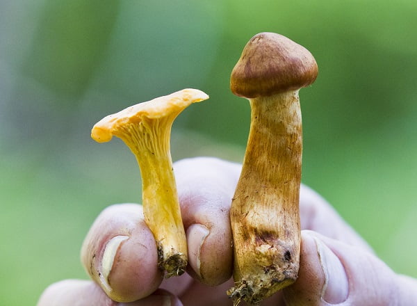 Grandes occurrences de champignons vénéneux dans le centre de la Norvège 4 Grandes occurrences de champignons vénéneux dans le centre de la Norvège - 3