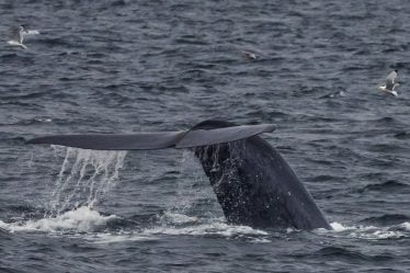 Un recensement complet des baleines est en cours - 18