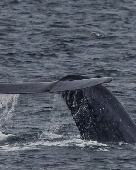 Un recensement complet des baleines est en cours 5 Un recensement complet des baleines est en cours - 4