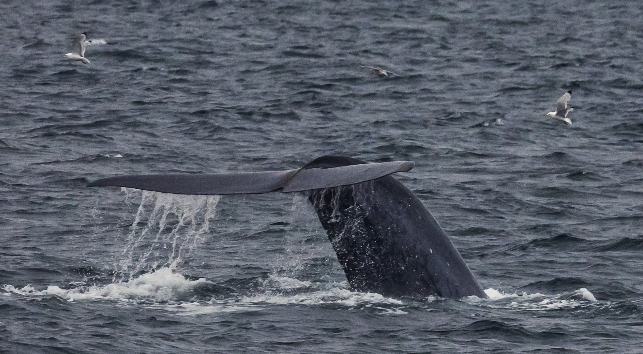 Un recensement complet des baleines est en cours 4 Un recensement complet des baleines est en cours - 3