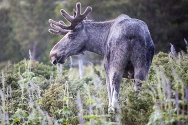 La peur des maladies entraîne la mise en quarantaine de 15 000 cerfs sauvages - 20