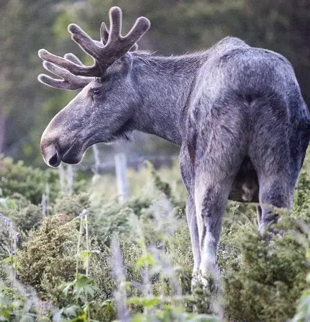 La peur des maladies entraîne la mise en quarantaine de 15 000 cerfs sauvages - 19