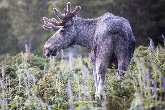 La peur des maladies entraîne la mise en quarantaine de 15 000 cerfs sauvages 4 La peur des maladies entraîne la mise en quarantaine de 15 000 cerfs sauvages - 3