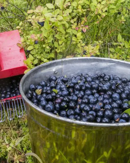 Vers l'année de pointe pour les baies et les champignons 2 Vers l'année de pointe pour les baies et les champignons - 1