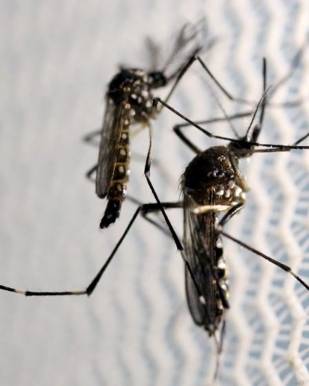 Plus de femmes enceintes infectées par Zika en Norvège 5 Plus de femmes enceintes infectées par Zika en Norvège - 4