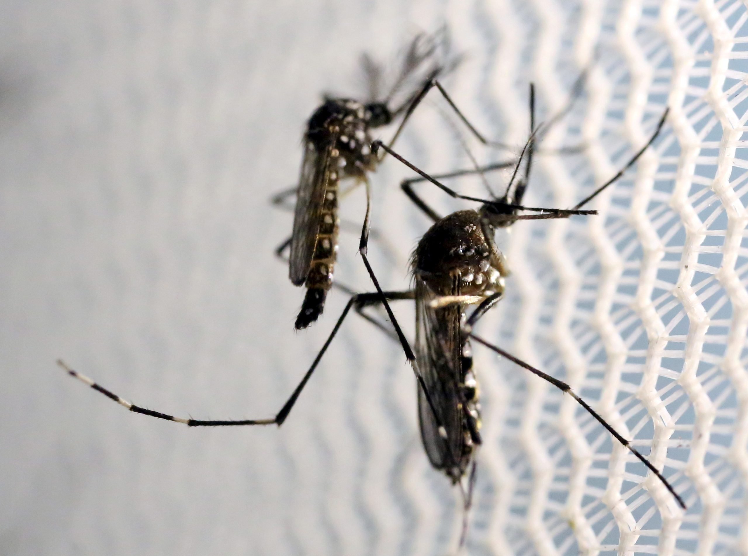 Plus de femmes enceintes infectées par Zika en Norvège - 3