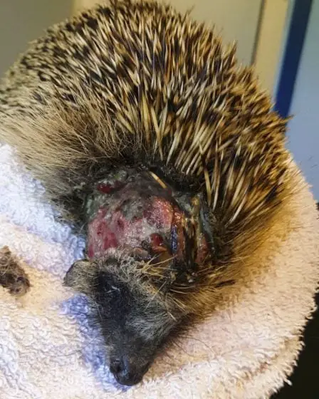 Le robot tondeuse est dangereux pour les hérissons 31 Le robot tondeuse est dangereux pour les hérissons - 30