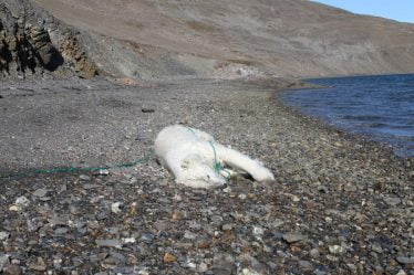 Un ours polaire abattu au Svalbard - 18
