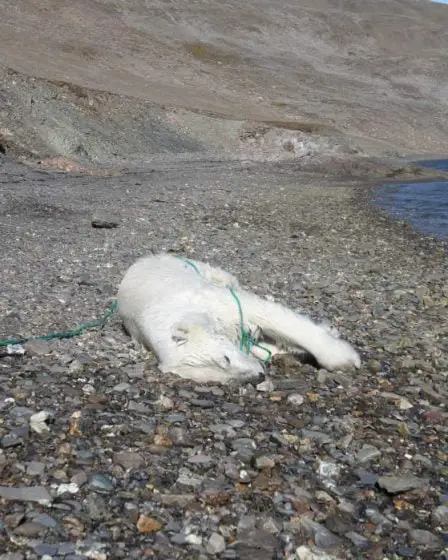 Un ours polaire abattu au Svalbard 14 Un ours polaire abattu au Svalbard - 13