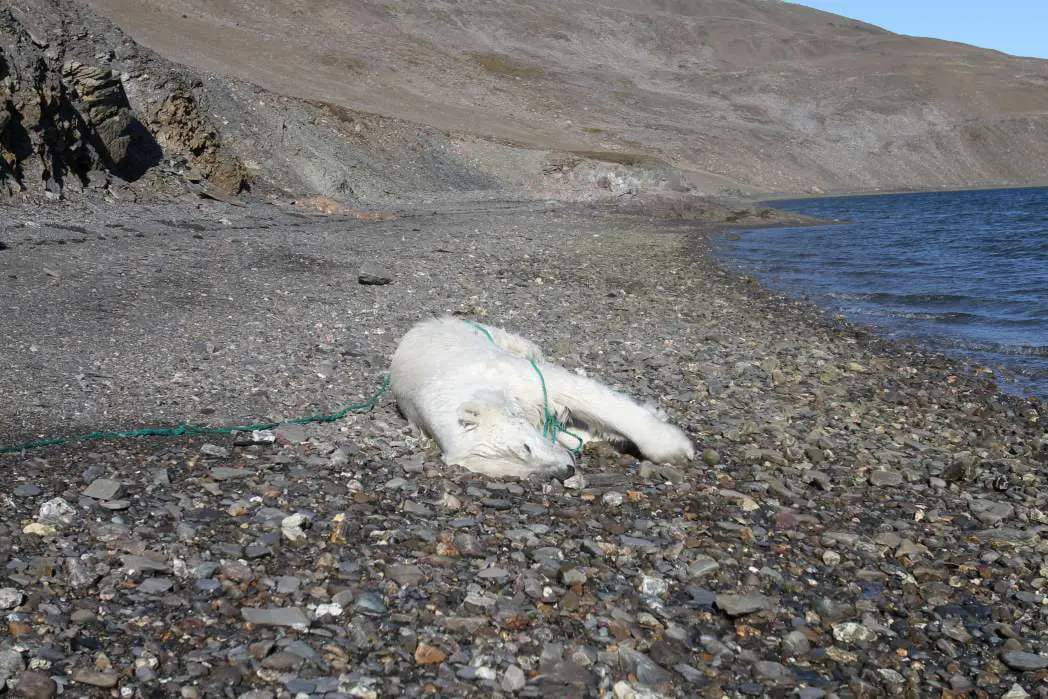 Un ours polaire abattu au Svalbard 4 Un ours polaire abattu au Svalbard - 3