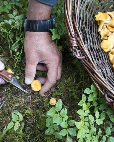 Bon début de saison des champignons 31 Bon début de saison des champignons - 30