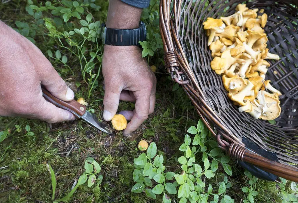Bon début de saison des champignons 4 Bon début de saison des champignons - 3