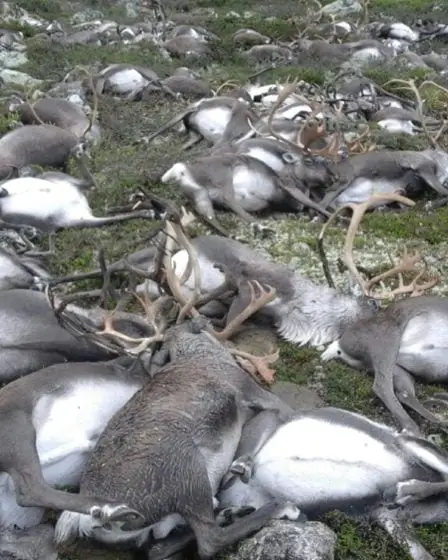 322 rennes tués par la foudre 22 322 rennes tués par la foudre - 21