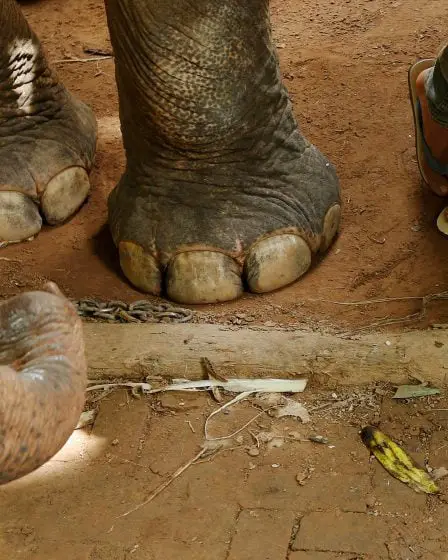Un nouveau règlement interdit les spectacles d'éléphants au cirque - 22