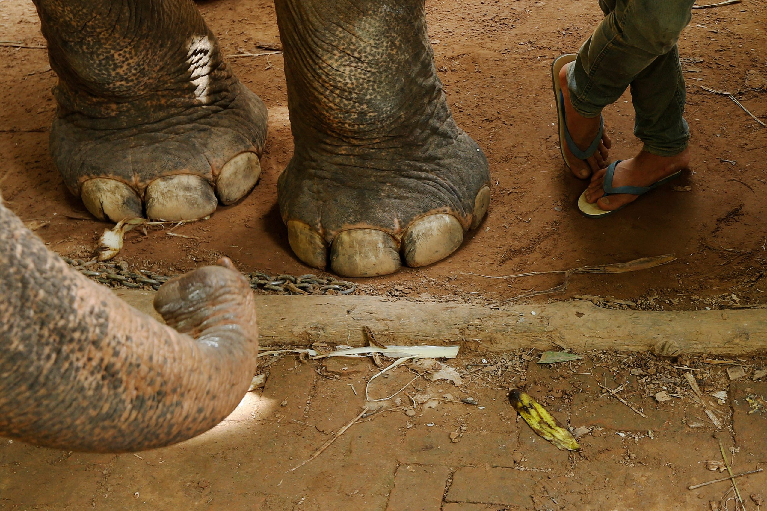 Un nouveau règlement interdit les spectacles d'éléphants au cirque 4 Un nouveau règlement interdit les spectacles d'éléphants au cirque - 3
