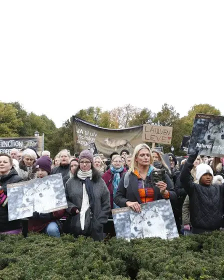 Des écologistes protestent contre la chasse au loup - 19