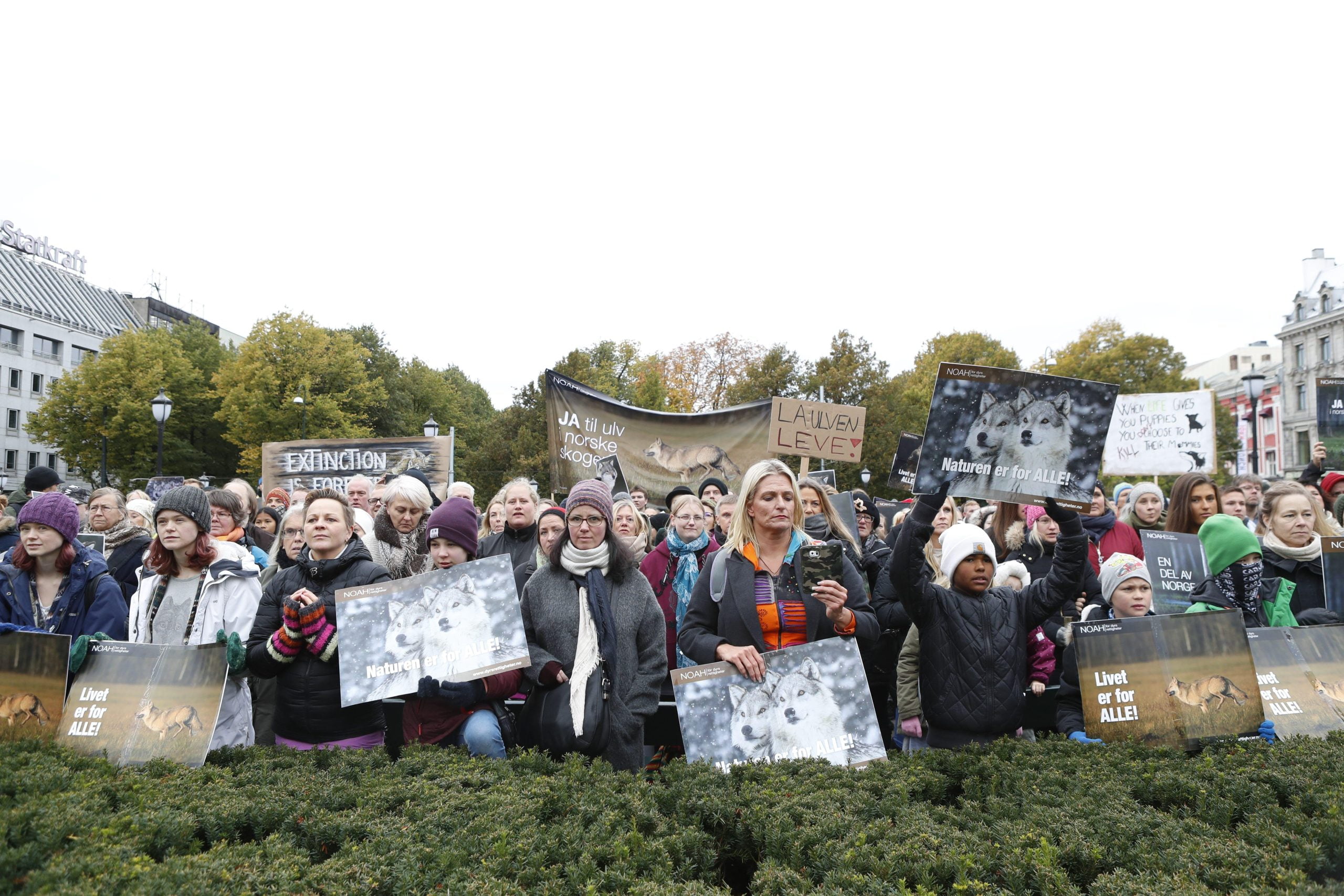 Des écologistes protestent contre la chasse au loup 4 Des écologistes protestent contre la chasse au loup - 3