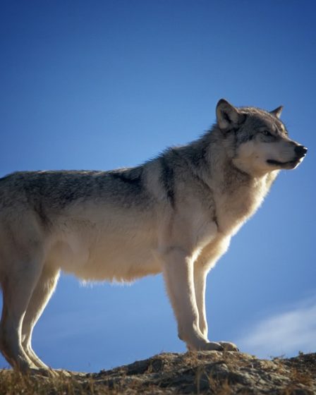 60 000 signatures contre la chasse au loup remises à Helgesen 17 60 000 signatures contre la chasse au loup remises à Helgesen - 16