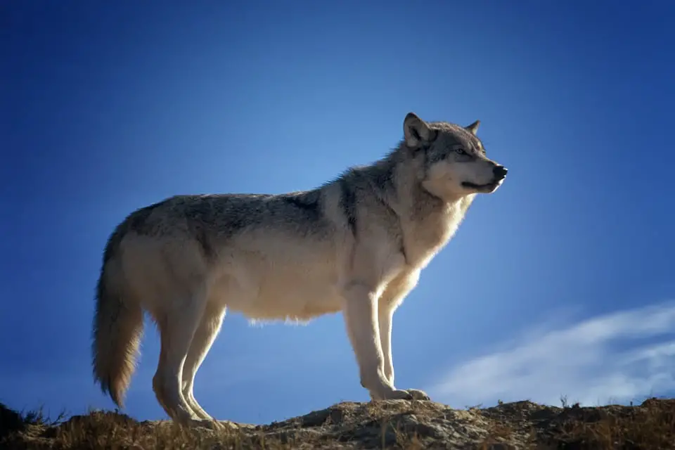 60 000 signatures contre la chasse au loup remises à Helgesen 4 60 000 signatures contre la chasse au loup remises à Helgesen - 3