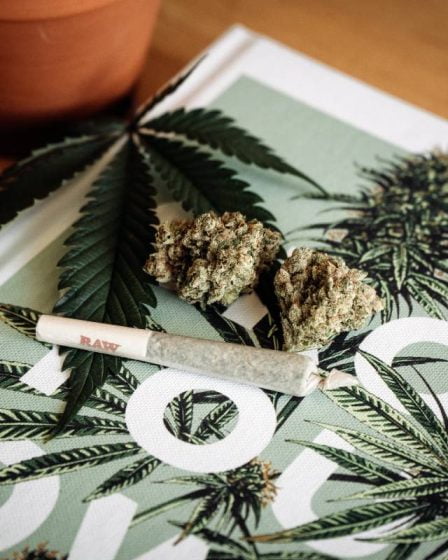 Un élève norvégien sur cinq du secondaire supérieur a consommé du cannabis, selon une nouvelle enquête 5 Un élève norvégien sur cinq du secondaire supérieur a consommé du cannabis, selon une nouvelle enquête - 4