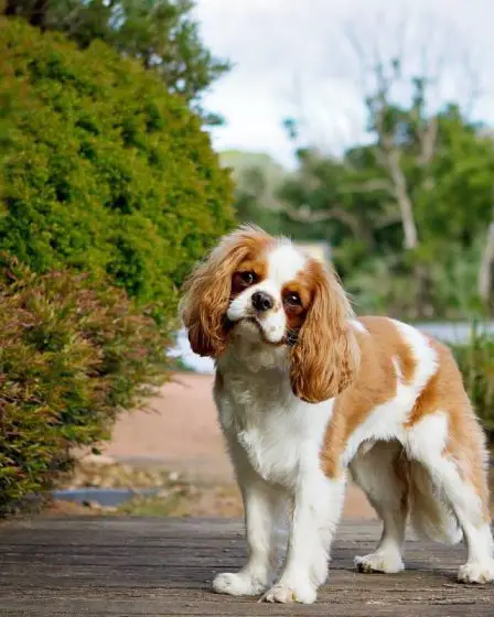 Le Norwegian Kennel Club fait appel de l'interdiction d'élevage du Bulldog anglais et du Cavalier King Charles Spaniel - 7