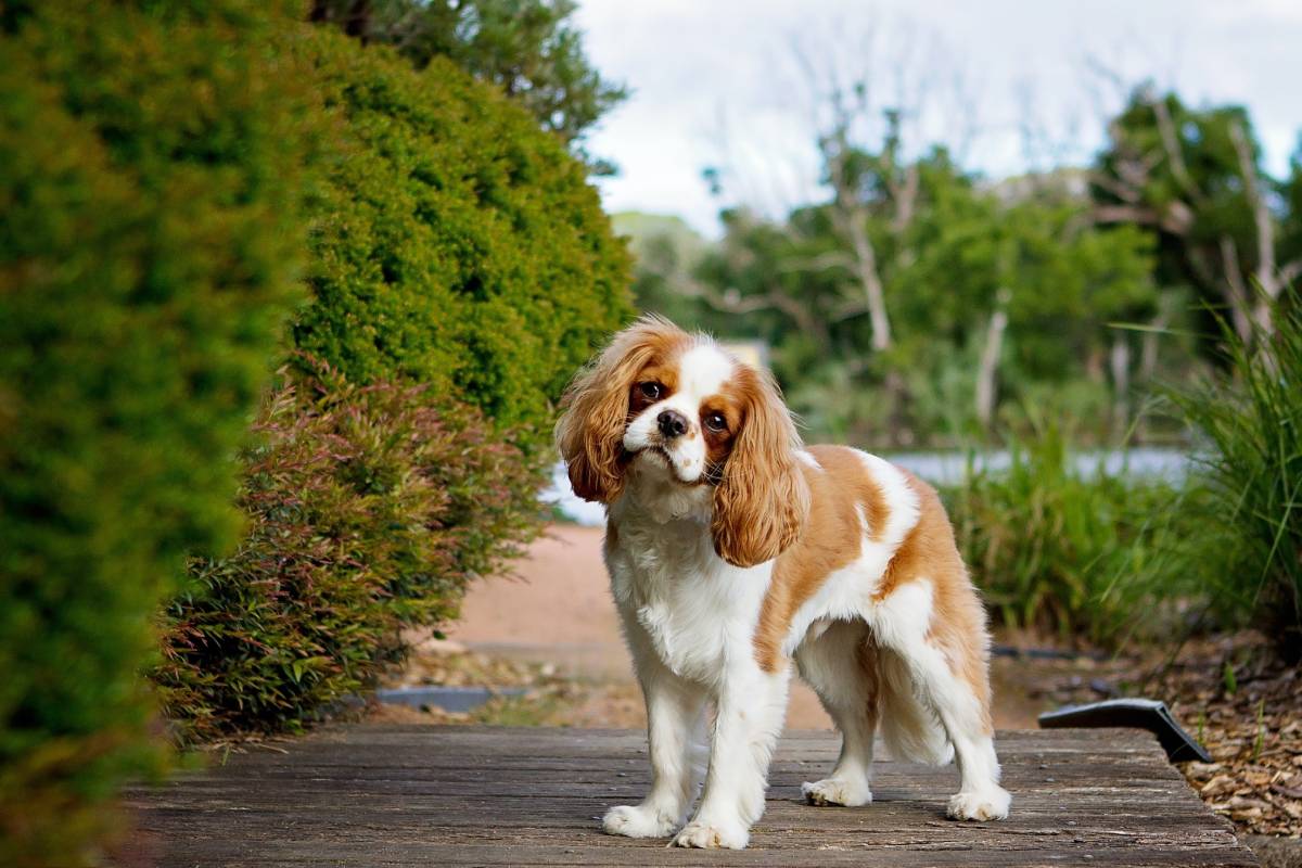 Le Norwegian Kennel Club fait appel de l'interdiction d'élevage du Bulldog anglais et du Cavalier King Charles Spaniel 4 Le Norwegian Kennel Club fait appel de l'interdiction d'élevage du Bulldog anglais et du Cavalier King Charles Spaniel - 3