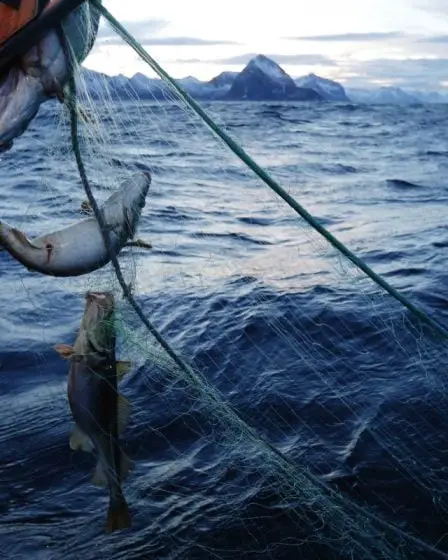 La Norvège va renforcer le contrôle des exportations de la saison de pêche d'hiver de cette année - 1