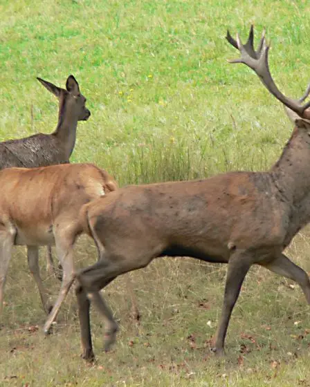 Plus de cerfs chassés que d'orignaux - 25