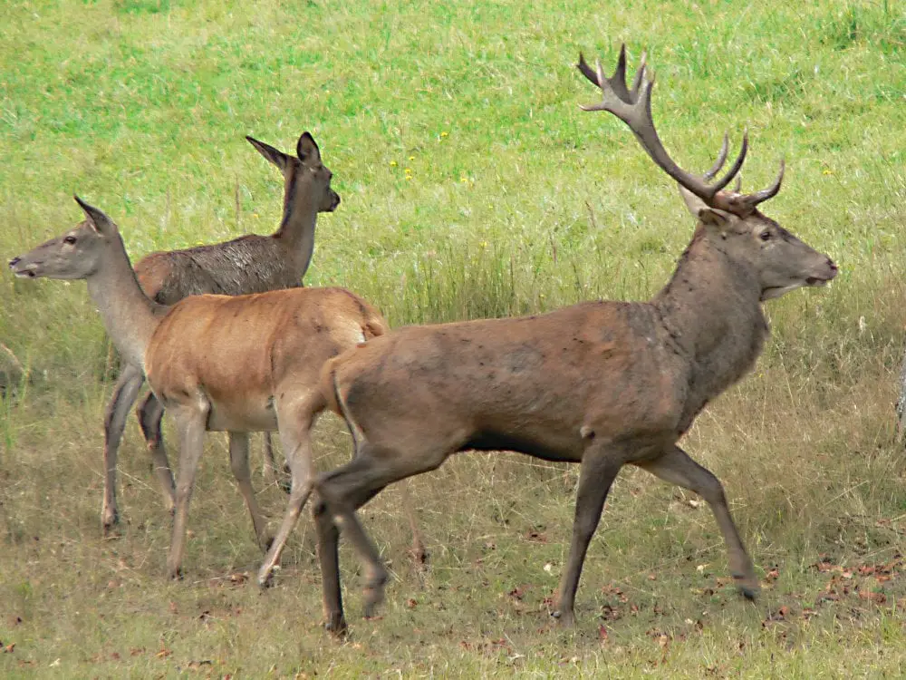 Plus de cerfs chassés que d'orignaux 4 Plus de cerfs chassés que d'orignaux - 3