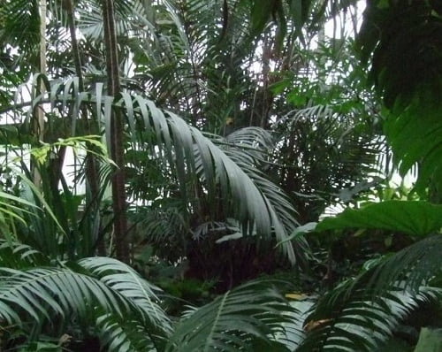 La plus grande conférence mondiale sur le climat et les forêts tropicales se tiendra à Oslo 4 La plus grande conférence mondiale sur le climat et les forêts tropicales se tiendra à Oslo - 3