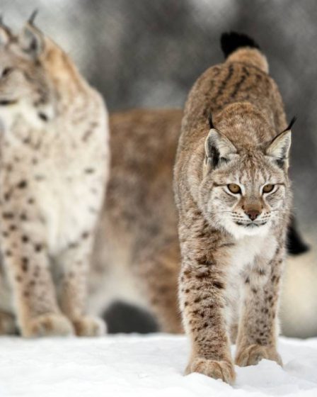 Chasse au lynx en Norvège : 74 lynx peuvent être chassés pendant la saison de chasse de cette année - 25