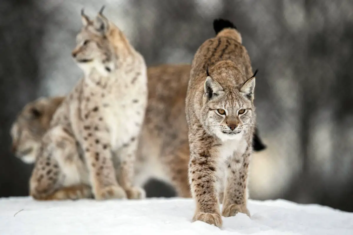 Chasse au lynx en Norvège : 74 lynx peuvent être chassés pendant la saison de chasse de cette année - 3