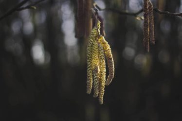 La saison pollinique est en cours - en particulier dans l'ouest de la Norvège - 20