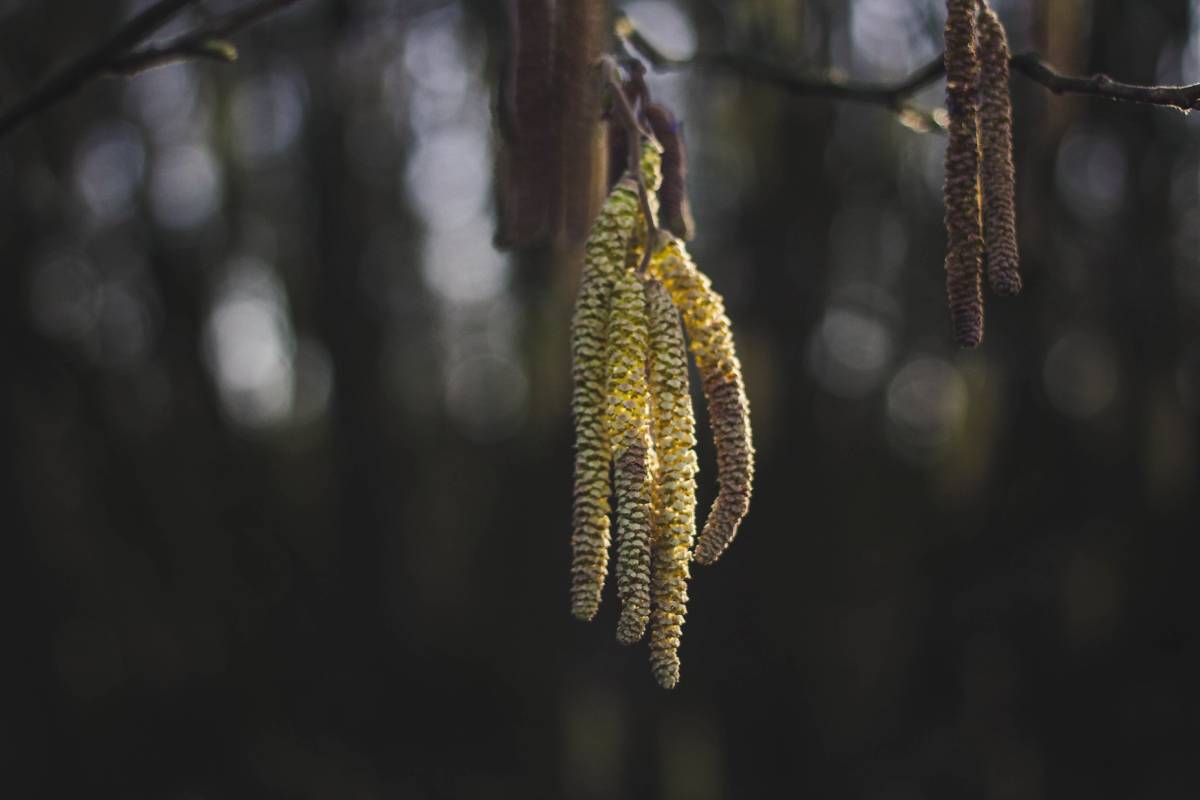 La saison pollinique est en cours - en particulier dans l'ouest de la Norvège 4 La saison pollinique est en cours - en particulier dans l'ouest de la Norvège - 3
