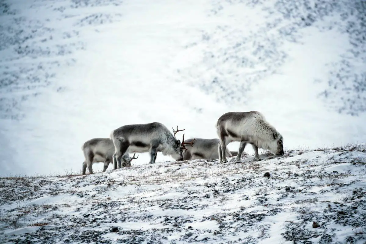 Environ 70 rennes touchés par une avalanche dans le Troms et le Finnmark : "Une énorme perte" 4 Environ 70 rennes touchés par une avalanche dans le Troms et le Finnmark : "Une énorme perte" - 3