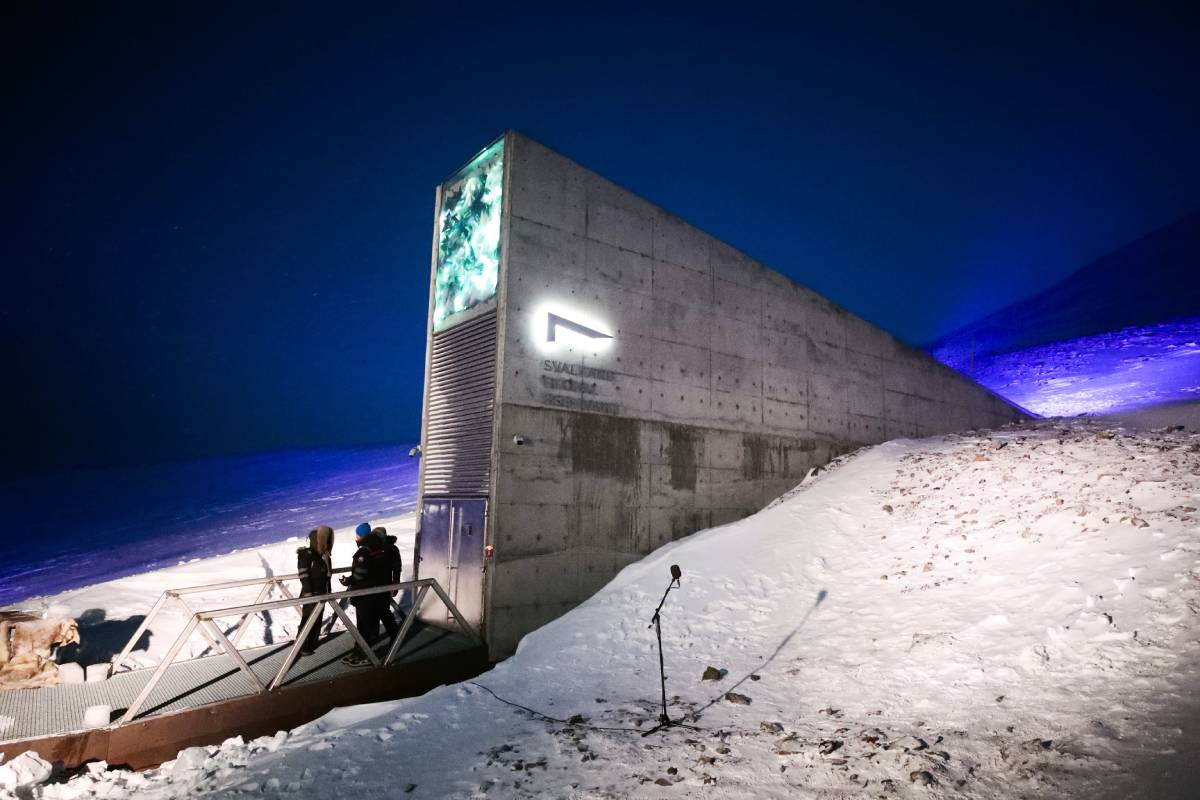 22 000 nouveaux échantillons seront ajoutés au Svalbard Global Seed Vault 4 22 000 nouveaux échantillons seront ajoutés au Svalbard Global Seed Vault - 3