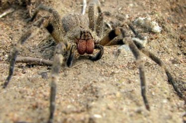 Un supermarché évacué après la découverte de l'une des araignées les plus venimeuses au monde - 6
