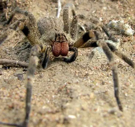 Un supermarché évacué après la découverte de l'une des araignées les plus venimeuses au monde 5 Un supermarché évacué après la découverte de l'une des araignées les plus venimeuses au monde - 4