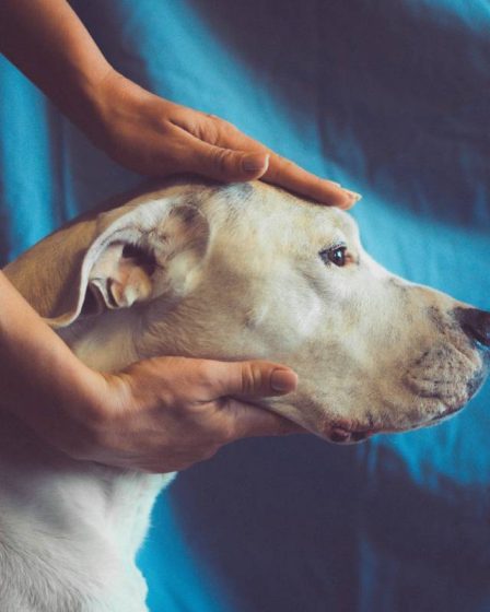 Étude : Presque un vétérinaire sur trois en Norvège est aux prises avec des pensées suicidaires 8 Étude : Presque un vétérinaire sur trois en Norvège est aux prises avec des pensées suicidaires - 7