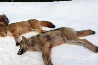 Le Parti vert norvégien, le Parti de la gauche socialiste et le Parti libéral demandent l'arrêt de la chasse au loup - 18