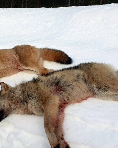Le Parti vert norvégien, le Parti de la gauche socialiste et le Parti libéral demandent l'arrêt de la chasse au loup - 26
