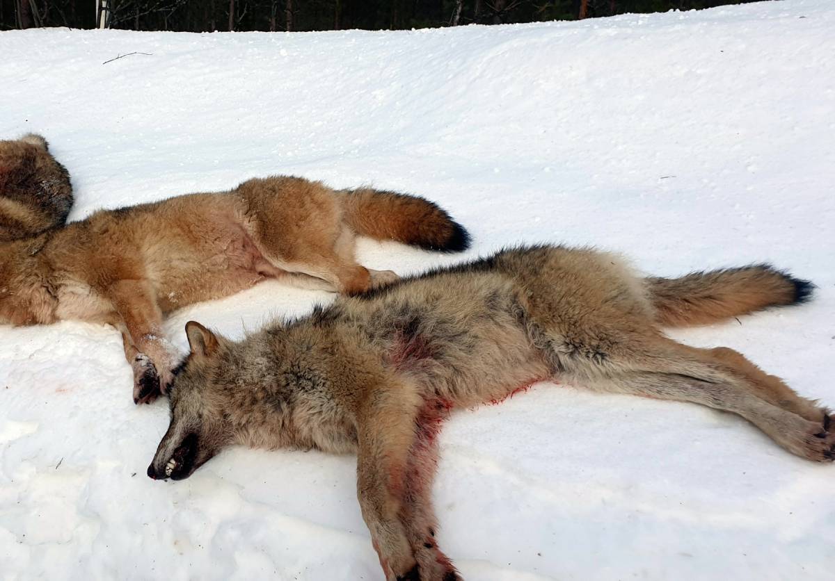 Le Parti vert norvégien, le Parti de la gauche socialiste et le Parti libéral demandent l'arrêt de la chasse au loup - 3