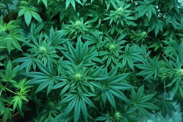 Un couple d'âge mûr a cultivé de la marihuana dans le sous-sol - 16