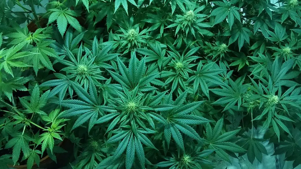 Un couple d'âge mûr a cultivé de la marihuana dans le sous-sol 4 Un couple d'âge mûr a cultivé de la marihuana dans le sous-sol - 3